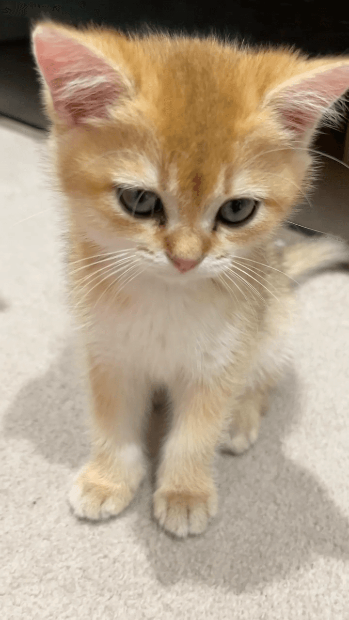 Close-up of Melon the kitten looking at the camera
