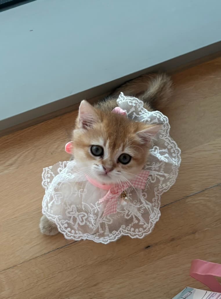 Golden British Shorthair kitten Melon with a pink ribbon