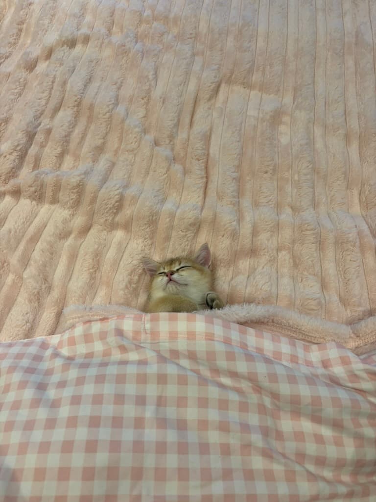 Melon the kitten tucked into bed under a gingham duvet